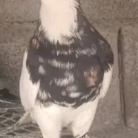 کبوتر پرشی