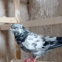 کفتر