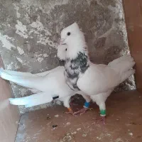 طوقی کوت عبدلله