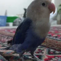 کوتوله بریزیلی رنگ خاص