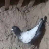 طاووسی