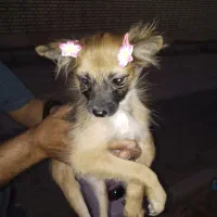 توله چهار ماهه پامر روباهی عکس پدرش