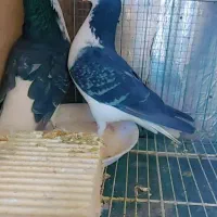 دمگیر|پرنده|سمیرم, |دیوار