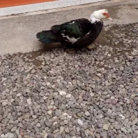 اردک اسرائیلی جوان