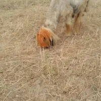 گوسفند میش