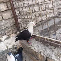 کفتر بوم