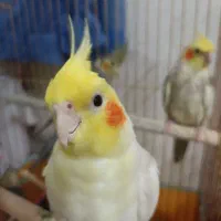 عروس هلندی (۵تا باهم)