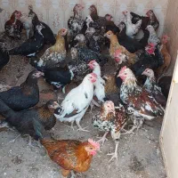 تعدادی مرغ و خروس و نیمچه