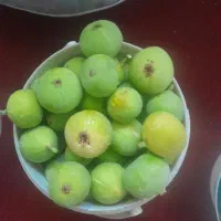 انجیر خوشمزه عالی درجه یک