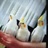 عروس هلندی جفت مولد وتک