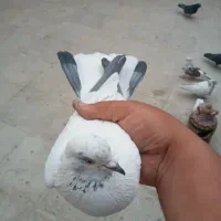 کبوتر دستپری خوشکل پرشی گرفتنی