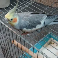 عروس هلندی نر