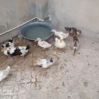 اردک
