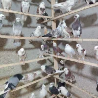 300تا کبوتر هما و شازده به شرط