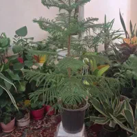 کاج مطبق بالای یه متر قد یک و ۶۰