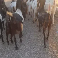 شهرستان کهگیلویه دهدشت لنده