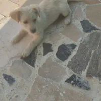 معاوضه