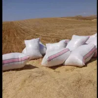 کاه گندم