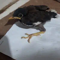 جوجه مینا نژادافغان