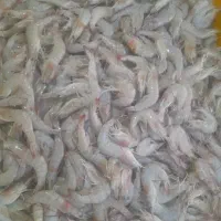 شراکت برای‌ فروش ماهی مغازه