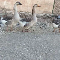 غوغاز درجه یک