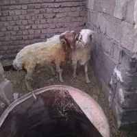 بره نر