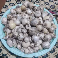موسیر ایلاق تازه و درشت