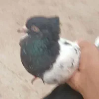 یک عدد کله سیاه نر در روستای ایرج
