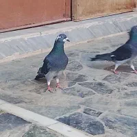 ظبط|سیستم صوتی خانگی|بیرجند, |دیوار