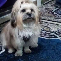 شیتزو سوپر فلات