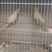 یک جفت عروس هلندی