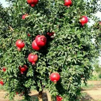 نهال انار ساوه پربار با ریشه قوی