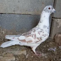 کبوتر گلی سرخ