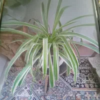 گل طبیعی