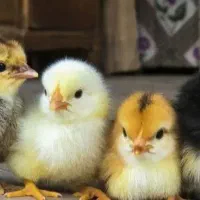 فروش جوجه رنگی و محلی درجه یک  بدون تلفات