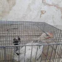مرغ رسمی