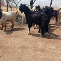 حیوانات مزرعه