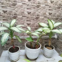سه عدد گل بزرگ آپارتمانی فقط دونه ای 600