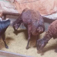 3عددبره