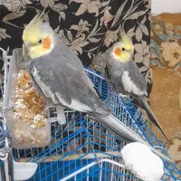 دو جوجه نرحدوده ۴ الی ۵ ماهه ( پت و مت)