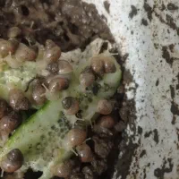 حلزون پرورشی آفریقایی بزرگ مخصوص کلاژن سازی پوست