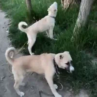 سگ نگهبانی 6 ماهه