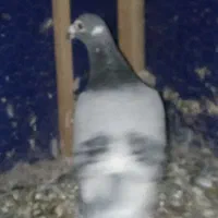 کفتر|پرنده|نیشابور, بنیاد شهید|دیوار