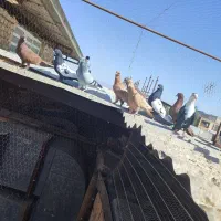 کفتر