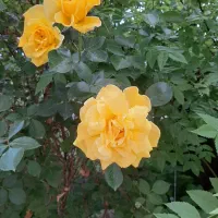 سمپاشی