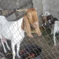 بز دوقلوزا پاکستانی.