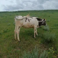 گاو