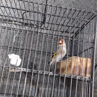 فروش  تعدادی سهره و جوجه
