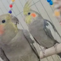 یک جفت عروس هلندی بالغ نر سخنگو