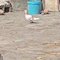 کبوتر‌